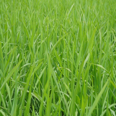 禾天下基地直播-韶口3